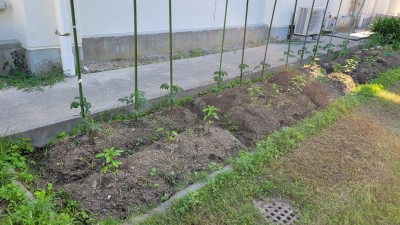 小学部１，２年生夏野菜の苗植え